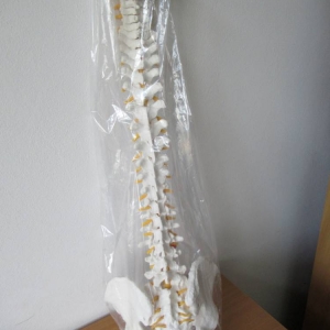 pokaż obrazek - Elastyczny model kręgosłupa 